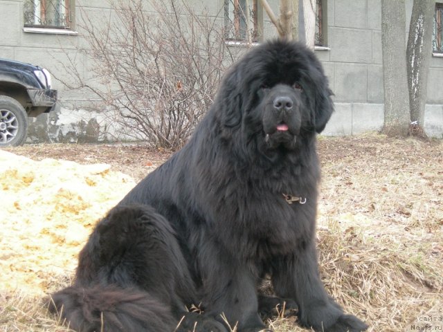 Фото: ньюфаундленд Анджело Орсо Церера (Angelo Orso Cerera)