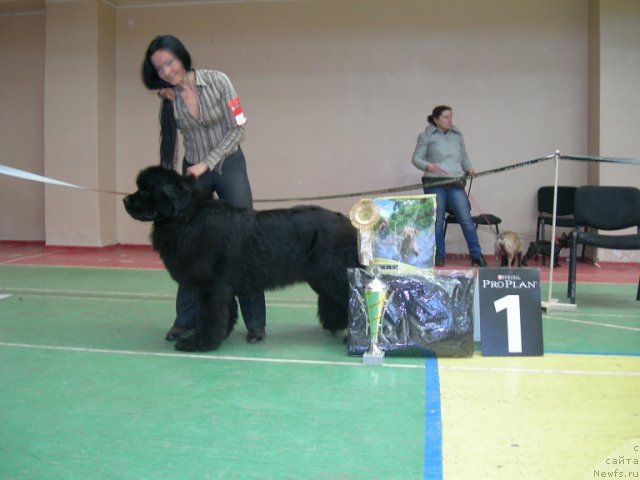 Фото: ньюфаундленд Анджело Орсо Церера (Angelo Orso Cerera), Татьяна Ильина