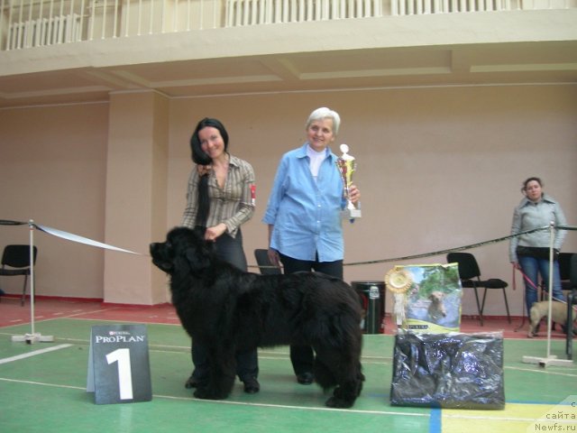 Фото: ньюфаундленд Анджело Орсо Церера (Angelo Orso Cerera), Татьяна Ильина, Эксперт Масленникова