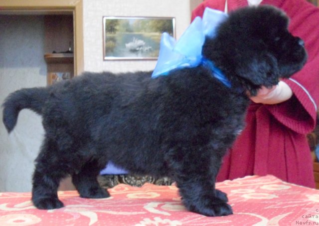 Фото: Сука голубая лента, ньюфаундленд Бегущая по Волнам Высшая Лига