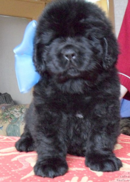 Фото: Девочка голубая лента, ньюфаундленд Бегущая по Волнам Высшая Лига