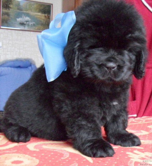 Фото: Сука голубая лента, ньюфаундленд Бегущая по Волнам Высшая Лига