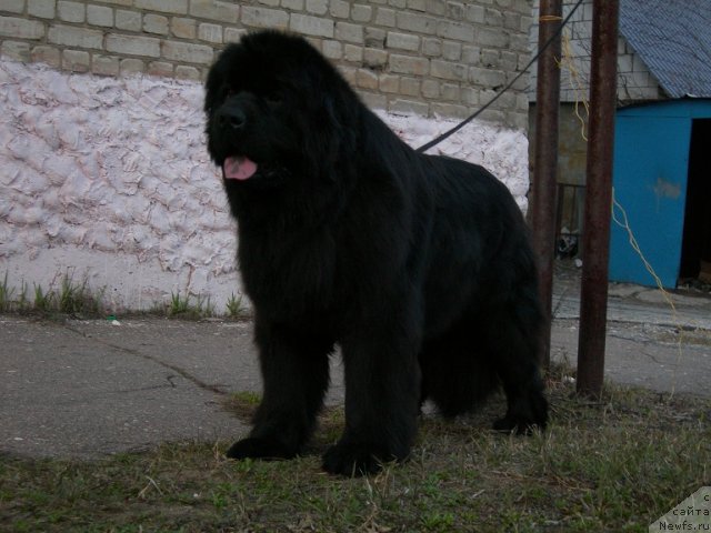 Фото: ньюфаундленд Анджело Орсо Церера (Angelo Orso Cerera)