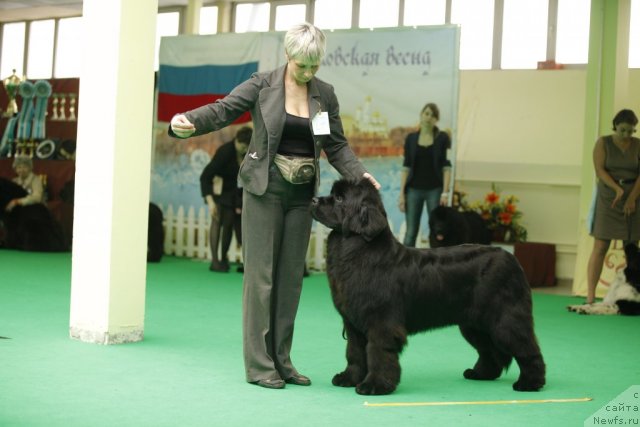 Фото: ньюфаундленд С'Нежная Вьюга Амороне Сартори (S'Nezhnaya Vjuga Amorone Sartori)
