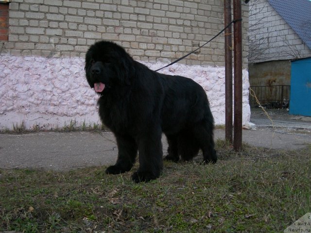 Фото: ньюфаундленд Анджело Орсо Церера (Angelo Orso Cerera)