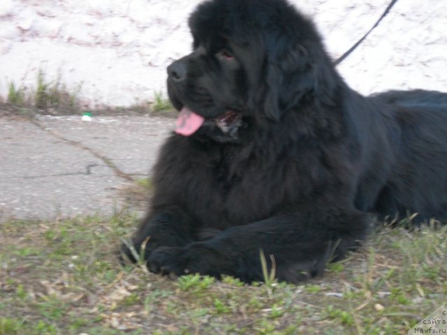 Фото: ньюфаундленд Анджело Орсо Церера (Angelo Orso Cerera)
