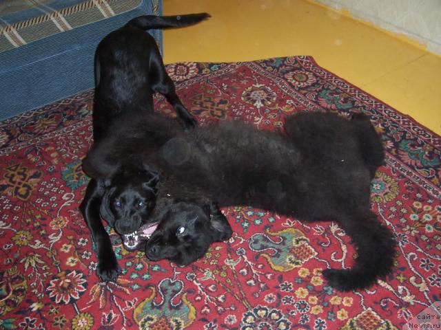 Фотография № 9259