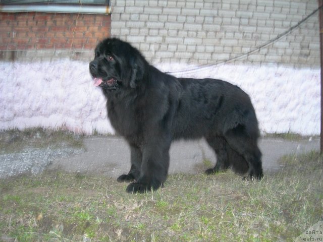 Фото: ньюфаундленд Анджело Орсо Церера (Angelo Orso Cerera)