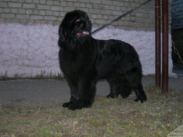 Фото: ньюфаундленд Анджело Орсо Церера (Angelo Orso Cerera)