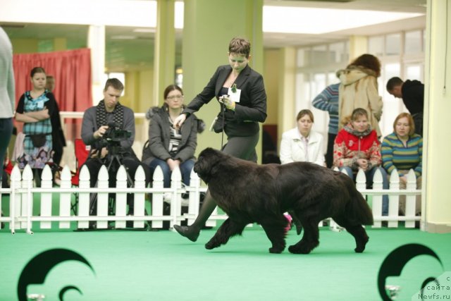 Фото: ньюфаундленд Особа Статная из Медвежьего Яра
