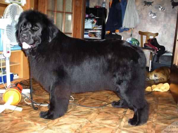 Фото: ньюфаундленд Обуш Шед Чарлея