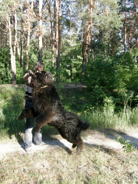 Фото: ньюфаундленд Velyke Malyatko Ya Volodar Mrij'