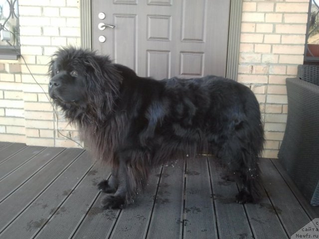 Фото: ньюфаундленд Севертан Унга