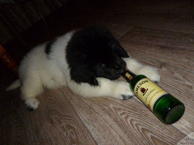 Фото: ньюфаундленд Черный Шарм Венесуэла