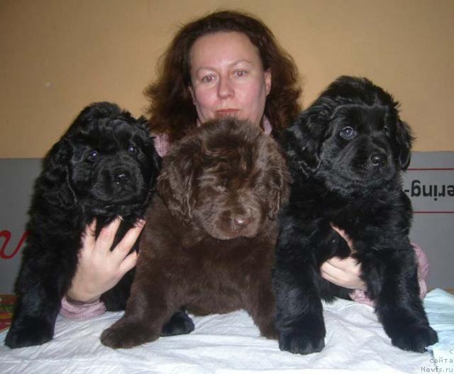 Фото: ньюфаундленд Ясная Ночка ден Баффи, ньюфаундленд Янтарная Яшма Денвера