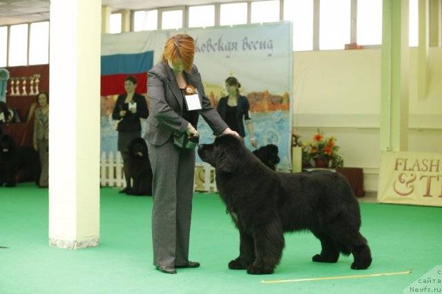 Фото: ньюфаундленд Желанная Моя