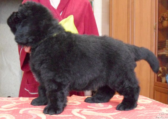 Фото: Сука желтая лента, ньюфаундленд Бегущая по Волнам Высшая Лига