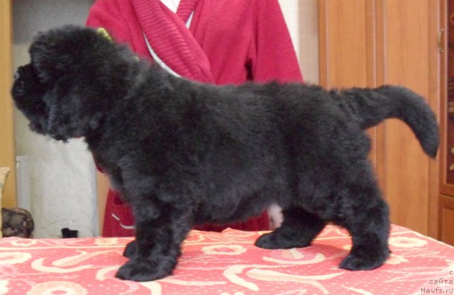 Фото: Сука желтая лента, ньюфаундленд Бегущая по Волнам Высшая Лига