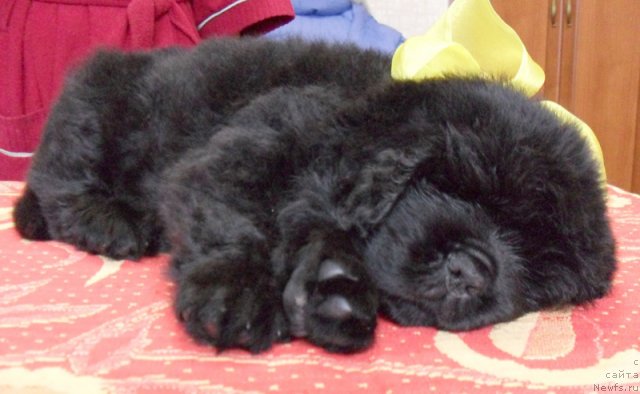 Фото: Сука желтая лента, ньюфаундленд Бегущая по Волнам Высшая Лига