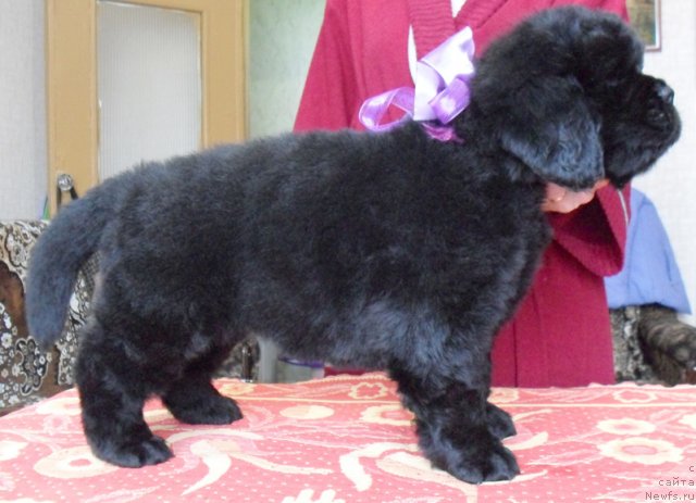 Фото: Сука фиолетовая лента, ньюфаундленд Бегущая по Волнам Высшая Лига