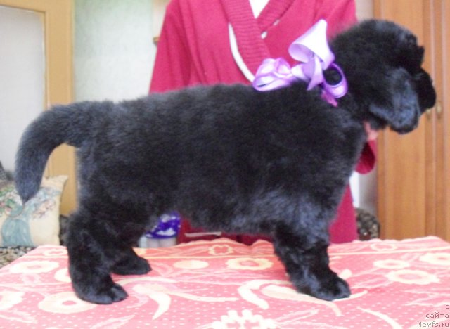 Фото: Сука фиолетовая лента, ньюфаундленд Бегущая по Волнам Высшая Лига