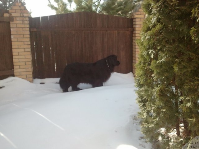 Фото: ньюфаундленд Севертан Унга