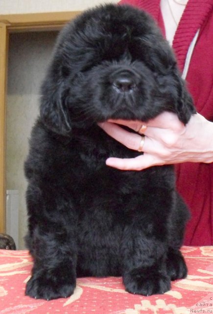 Фото: Сука фиолетовая лента, ньюфаундленд Бегущая по Волнам Высшая Лига