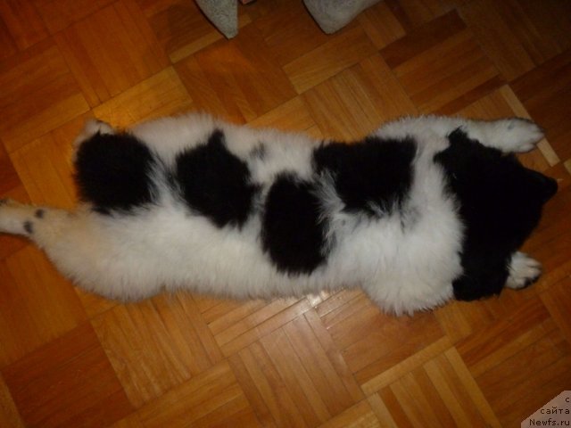 Фото: ньюфаундленд Черный Шарм Венесуэла