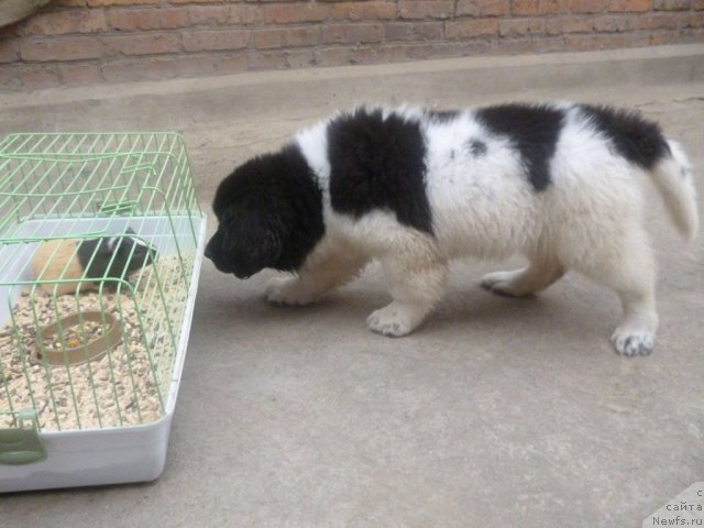 Фото: ньюфаундленд Черный Шарм Венесуэла