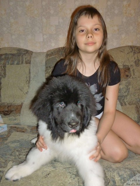 Фото: ньюфаундленд Черный Шарм Венесуэла, Яся