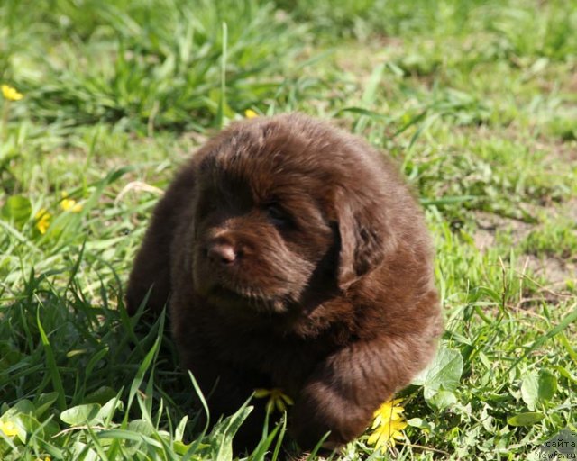 Фотография № 92663