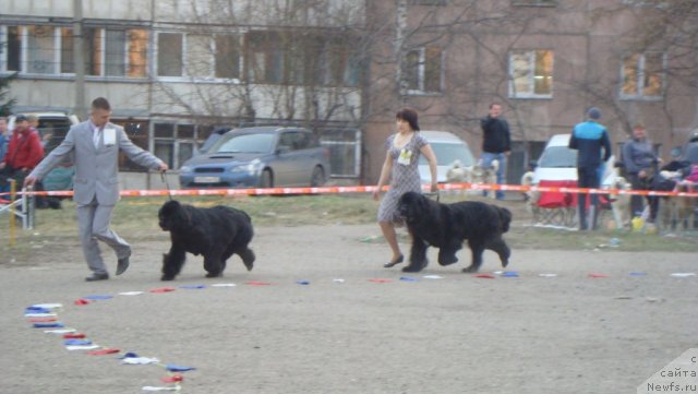 Фото: ньюфаундленд Их Высочество Вилана Блум (Ih Visochestvo Vilana Blum), ньюфаундленд Bears Cove Lucky Break