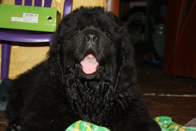 Фото: Анна Рогова, ньюфаундленд Ньюфорт Рэндом Блэк