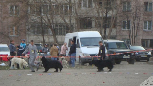 Фото: ньюфаундленд Фиаметтахауз Гоме Геминорум (Fiamettahauz Gome Geminorum), ньюфаундленд Их Высочество Вилана Блум (Ih Visochestvo Vilana Blum)