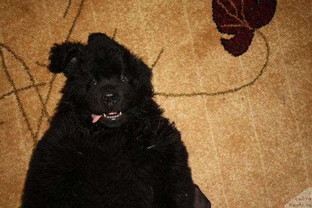 Фото: ньюфаундленд Ньюфорт Рэндом Блэк