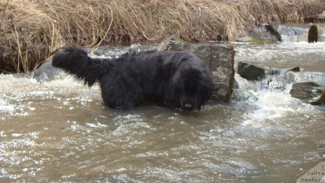 Фото: ньюфаундленд Фиаметтахауз Монако Принцесс (Fiamettahauz Monaco Princess)