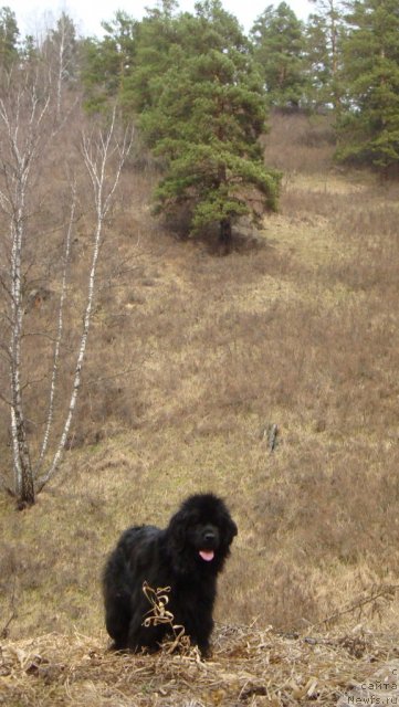 Фото: ньюфаундленд Фиаметтахауз Монако Принцесс (Fiamettahauz Monaco Princess)