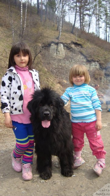 Фото: ньюфаундленд Фиаметтахауз Монако Принцесс (Fiamettahauz Monaco Princess)