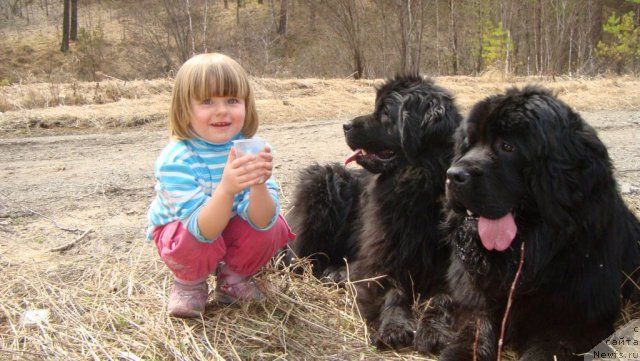 Фото: ньюфаундленд Фиаметтахауз Монако Принцесс (Fiamettahauz Monaco Princess), ньюфаундленд Пассия Короля из Медвежьего Яра (Passia Korolya iz Medvejyego Yara)