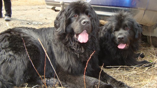 Фото: ньюфаундленд Фиаметтахауз Монако Принцесс (Fiamettahauz Monaco Princess), ньюфаундленд Пассия Короля из Медвежьего Яра (Passia Korolya iz Medvejyego Yara)