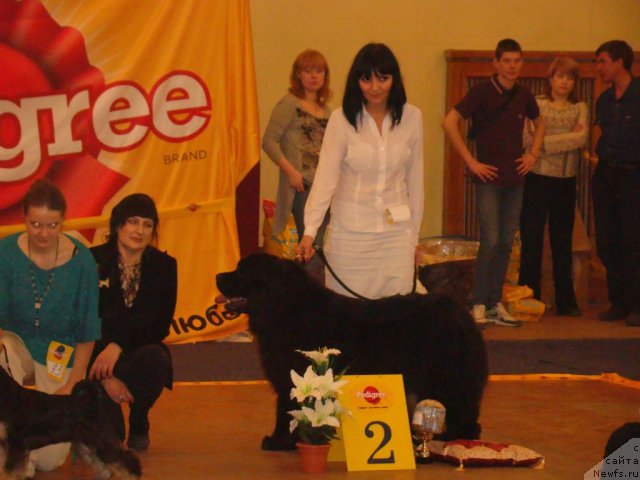 Фото: Алия Абдурахманова, ньюфаундленд Кипер Соул Жемчужная Красавица