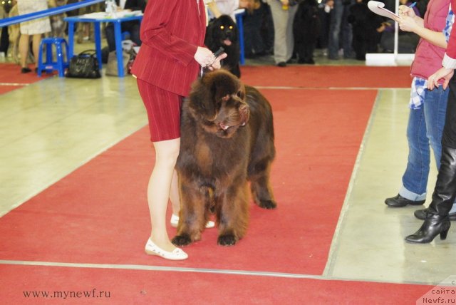 Фото: ньюфаундленд Акватория Келвин Ройал Тедди Беар (Aquatoriya Kelvin Royal Teddy Bear)