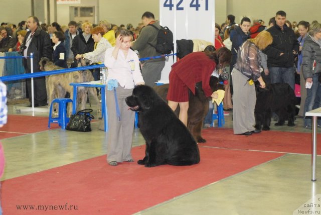 Фото: ньюфаундленд Very Fairweathers X'Got The Rhythm