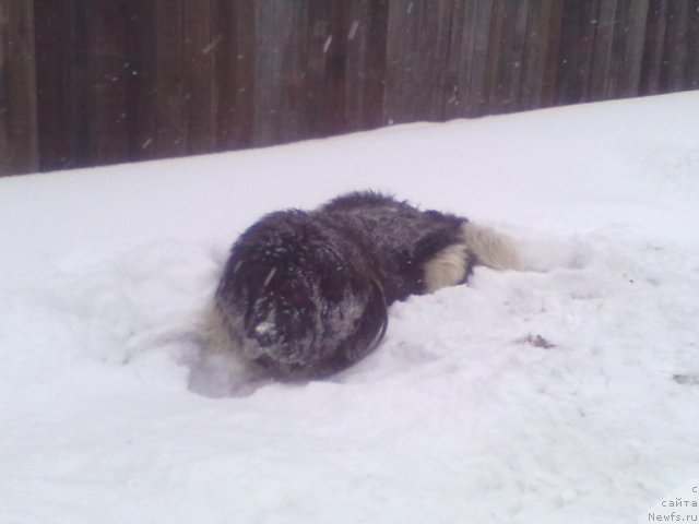 Фото: ньюфаундленд Отважный Рыцарь Айвенго из Тихого Омута