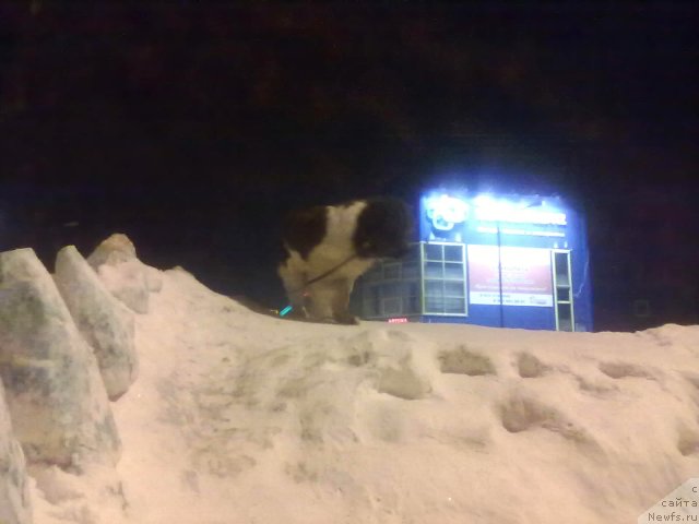 Фото: ньюфаундленд Отважный Рыцарь Айвенго из Тихого Омута