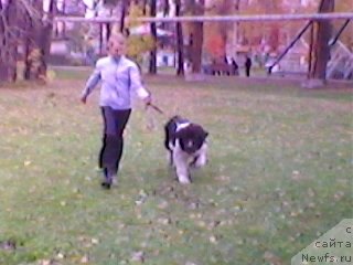 Фото: ньюфаундленд Отважный Рыцарь Айвенго из Тихого Омута, Александра Носкова