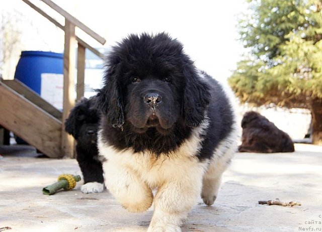 Фото: ньюфаундленд Супер Бизон Златогор