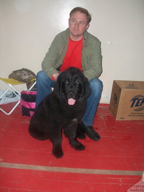 Фото: ньюфаундленд Сент Джонс Юкатан, Андрей Михайловский 