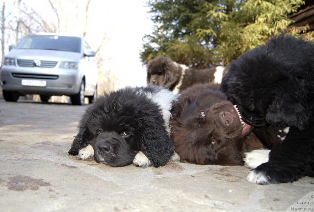 Фотография № 92747