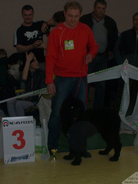 Фото: ньюфаундленд Сент Джонс Юкатан, Андрей Михайловский 